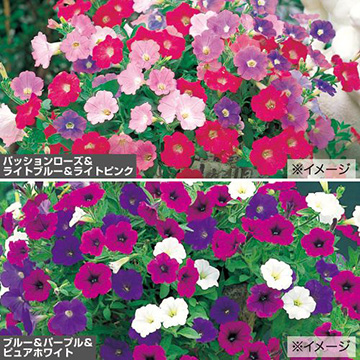 ペチュニアの苗 種 苗 球根 園芸用品 農業資材の通販サイト タキイネット通販 ペチュニアの苗 種 苗 球根 園芸用品 農業資材の通販サイト タキイネット通販