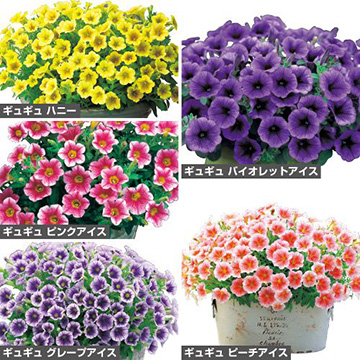 ペチュニア ギュギュ R ユニークセット 種 苗 ガーデニング用品の タキイネット通販