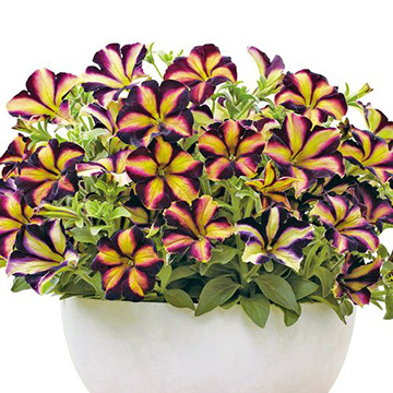 ペチュニア 流れ星 ボルドー 種 苗 ガーデニング用品の タキイネット通販 ペチュニア 流れ星 ボルドー 種 苗 ガーデニング用品の タキイネット通販