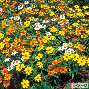 在庫あり で検索 種 苗 球根 園芸用品 農業資材の通販サイト タキイネット通販