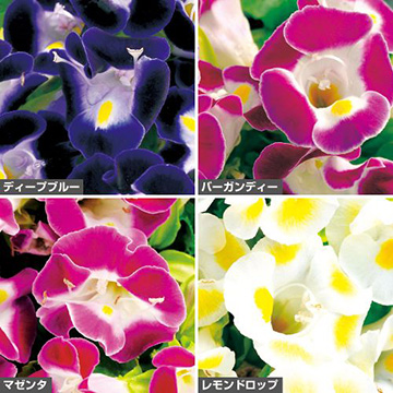 トレニア F1カウアイ ピット苗 セット 種 苗 ガーデニング用品の タキイネット通販