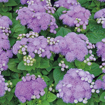 アゲラタム F1アロハブルー 種 苗 ガーデニング用品の タキイネット通販