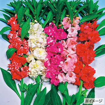 ほうせんか 椿咲 混合 種 苗 ガーデニング用品の タキイネット通販 ほうせんか 椿咲 混合 種 苗 ガーデニング用品の タキイネット通販