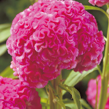 鶏頭 久留米 ローズ 種 苗 ガーデニング用品の タキイネット通販 鶏頭 久留米 ローズ 種 苗 ガーデニング用品の タキイネット通販