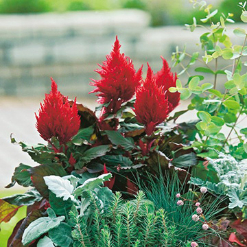 鶏頭の種 種 苗 球根 園芸用品 農業資材の通販サイト タキイネット通販