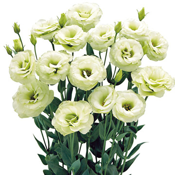 ユーストマ トルコ桔梗 F1パレオ グリーン 種 苗 ガーデニング用品の タキイネット通販