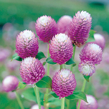 千日紅 バイカラーローズ 種 苗 ガーデニング用品の タキイネット通販