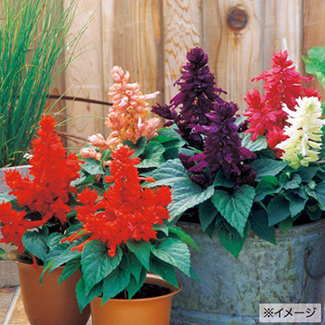 サルビアの種 タネ タキイネット通販 公式