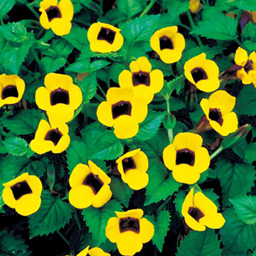 トレニア バイロニー 種 苗 ガーデニング用品の タキイネット通販