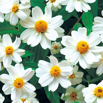 百日草 ジニア プチランド ホワイト 種 苗 ガーデニング用品の タキイネット通販