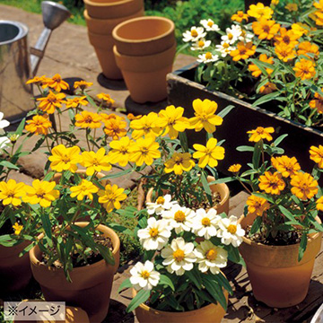 百日草 ジニア プチランド 混合 種 苗 ガーデニング用品の タキイネット通販 百日草 ジニア プチランド 混合 種 苗 ガーデニング用品の タキイネット通販
