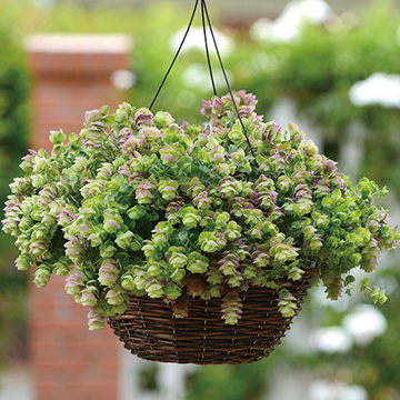 オレガノ ミルフィーユリーフ 種 苗 ガーデニング用品の タキイネット通販