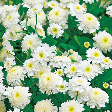 マトリカリア カルロス 種 苗 ガーデニング用品の タキイネット通販