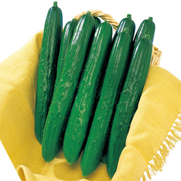 キュウリの種 種 苗 球根 園芸用品 農業資材の通販サイト タキイネット通販