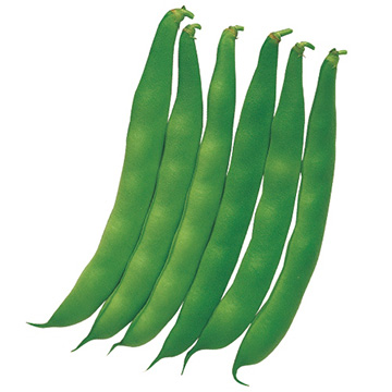 モロッコインゲン つるなしモロッコ 種 苗 ガーデニング用品の タキイネット通販