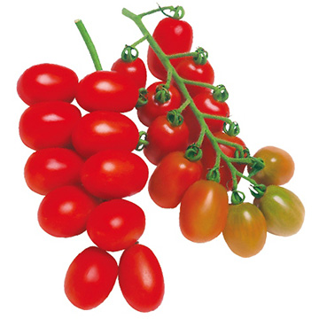 ミニトマト おみつ 種 苗 ガーデニング用品の タキイネット通販