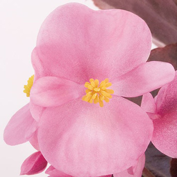 ベゴニア F1ナイトライフ ピンク 種 苗 ガーデニング用品の タキイネット通販