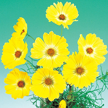 コスモス イエローキャンパス 種 苗 ガーデニング用品の タキイネット通販