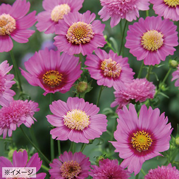 コスモスの種 種 苗 球根 園芸用品 農業資材の通販サイト タキイネット通販