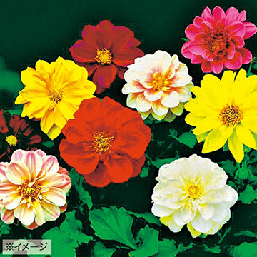 ダリアの種 種 苗 球根 園芸用品 農業資材の通販サイト タキイネット通販