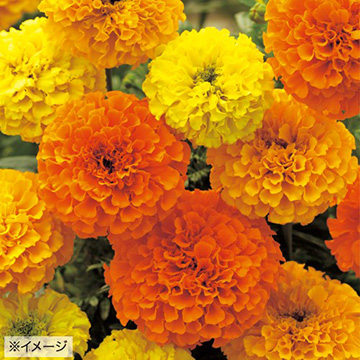万寿菊 アフリカン マリーゴールド F1レディ ミックス 種 苗 ガーデニング用品の タキイネット通販