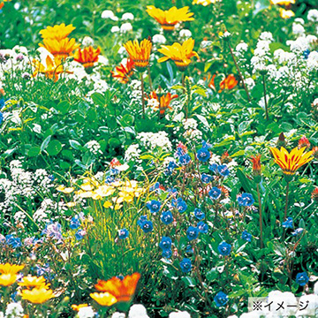 ワイルドフラワー ハイドロカラーミックス 種 苗 ガーデニング用品の タキイネット通販