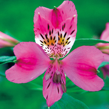 商品一覧 種 苗 球根 園芸用品 農業資材の通販サイト タキイネット通販