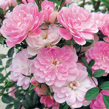 バラ ランドスケープローズ プリンセスピーチ 種 苗 ガーデニング用品の タキイネット通販