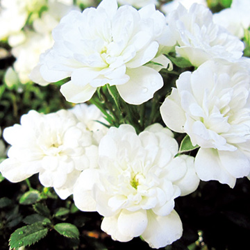 バラ ランドスケープローズ プリンセススノー 種 苗 ガーデニング用品の タキイネット通販