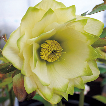 クリスマスローズ ピエラ 種 苗 ガーデニング用品の タキイネット通販