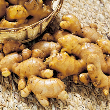 ショウガ・お多福しょうが