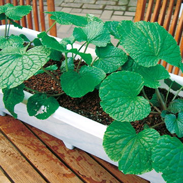 六方沢わさび 種 苗 ガーデニング用品の タキイネット通販