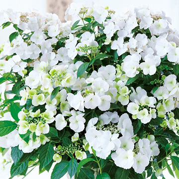 アジサイの仲間の苗 種 苗 球根 園芸用品 農業資材の通販サイト タキイネット通販