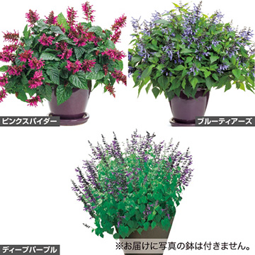 花苗セット 種 苗 球根 園芸用品 農業資材の通販サイト タキイネット通販