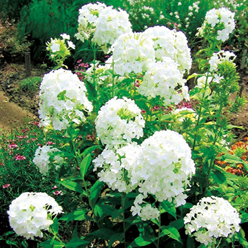 宿根フロックス フジヤマ 種 苗 ガーデニング用品の タキイネット通販