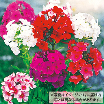 切り花向き宿根フロックス ミックス 種 苗 ガーデニング用品の タキイネット通販