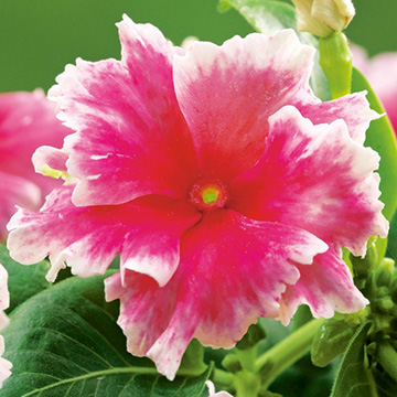 日日草 プリンセスチュチュ レッド 種 苗 ガーデニング用品の タキイネット通販