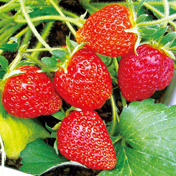 四季なりイチゴ めちゃウマッ いちご 種 苗 ガーデニング用品の タキイネット通販