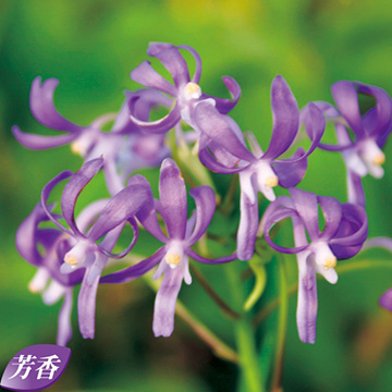 富貴蘭 ブルースター 種 苗 ガーデニング用品の タキイネット通販