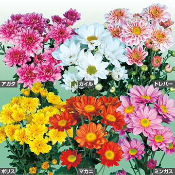 花苗セット 種 苗 球根 園芸用品 農業資材の通販サイト タキイネット通販 花苗セット 種 苗 球根 園芸用品 農業資材の通販サイト タキイネット通販
