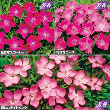 ナデシコ 花はな3種 セット 種 苗 ガーデニング用品の タキイネット通販