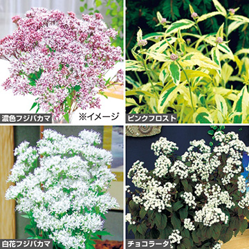フジバカマ4種 セット 種 苗 ガーデニング用品の タキイネット通販