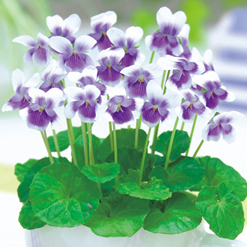 パンダスミレ 種 苗 ガーデニング用品の タキイネット通販