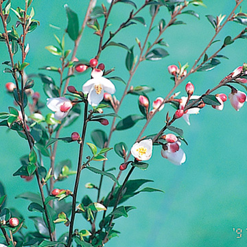 つばきの仲間 エリナ 種 苗 ガーデニング用品の タキイネット通販