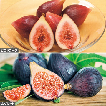 フランスイチジク食べ比べ セット 種 苗 ガーデニング用品の タキイネット通販