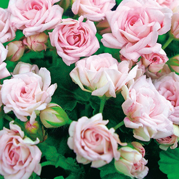 1 001円から 2 000円まで で検索 種 苗 球根 園芸用品 農業資材の通販サイト タキイネット通販