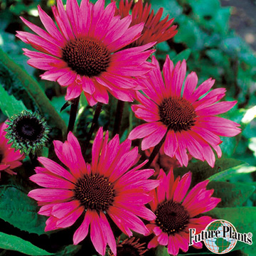 エキナセア ファタルアトラクション 種 苗 ガーデニング用品の タキイネット通販