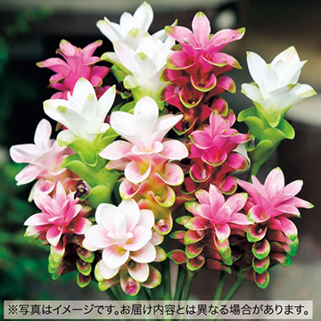 クルクマの球根 種 苗 球根 園芸用品 農業資材の通販サイト タキイネット通販