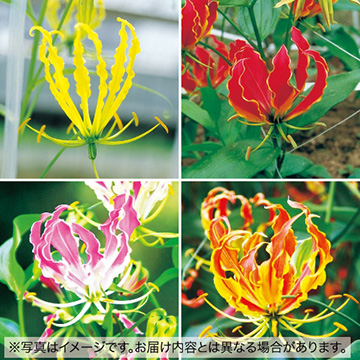グロリオサ ファイン ミックス 種 苗 ガーデニング用品の タキイネット通販