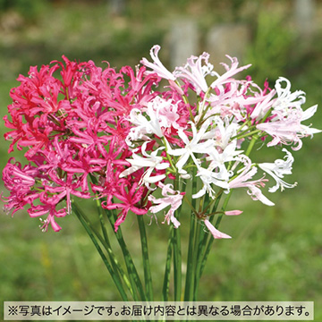 ネリネ 春植え ミックス 種 苗 ガーデニング用品の タキイネット通販
